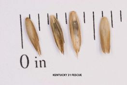 Tall Fescue - Kentucky 31